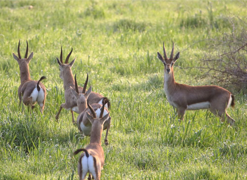 Wild life Preservation Organizations